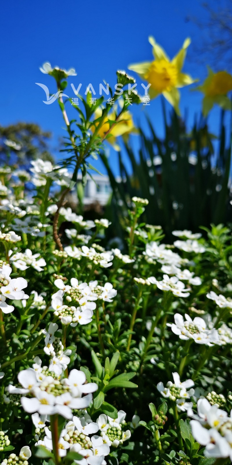 251229233735_小白花   蓝天.jpg